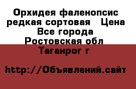 Орхидея фаленопсис редкая сортовая › Цена ­ 800 - Все города  »    . Ростовская обл.,Таганрог г.